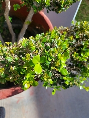 Buxus microphylla