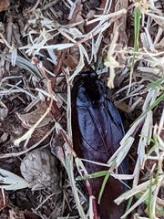 Periplaneta fuliginosa