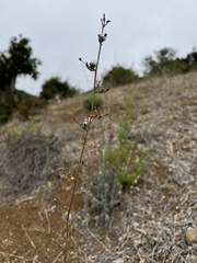 Stephanomeria virgata