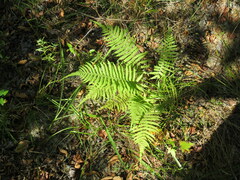 Pelazoneuron kunthii