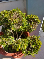 Buxus microphylla