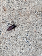 Periplaneta fuliginosa