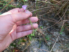 Agalinis oligophylla