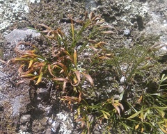 Asplenium septentrionale
