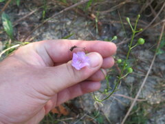 Agalinis oligophylla