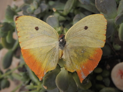 Phoebis neocypris