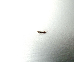 Aristotelia rubidella