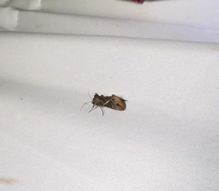 Ctenoplusia oxygramma