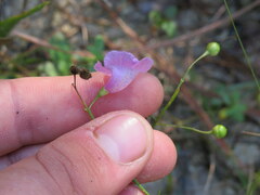 Agalinis oligophylla