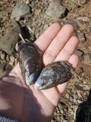 Mytilus edulis