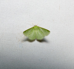 Synchlora frondaria
