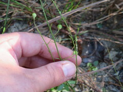 Agalinis oligophylla