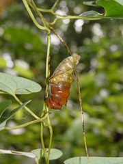 Aristolochia foveolata