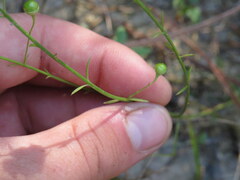Agalinis oligophylla