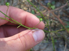 Agalinis oligophylla