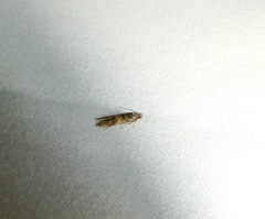 Walshia miscecolorella