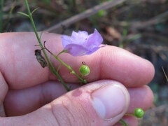 Agalinis oligophylla