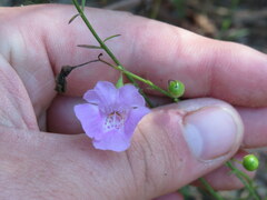 Agalinis oligophylla