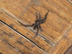 Avicularia juruensis