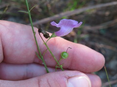Agalinis oligophylla