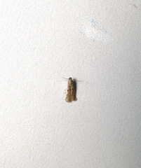 Phycitodes reliquellum