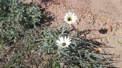 Arctotis pinnatifida