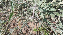 Arctotis pinnatifida