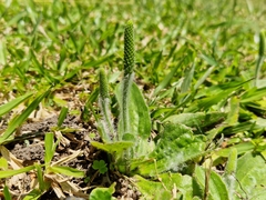 Plantago virginica