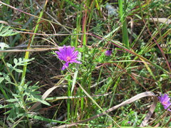 Symphyotrichum pratense