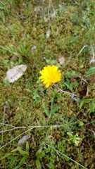 Pilosella piloselloides