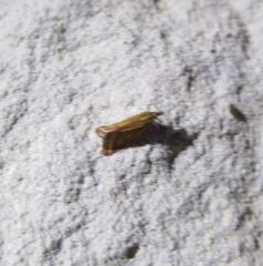 Microtheoris ophionalis