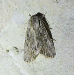 Spodoptera albula