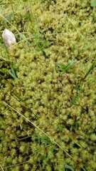 Racomitrium elongatum