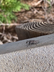 Chrysobothris octocola