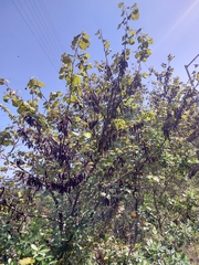 Cercis canadensis