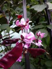Lablab purpureus