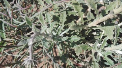 Arctotis pinnatifida