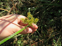 Cyperus erythrorhizos