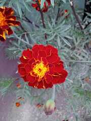 Tagetes erecta image