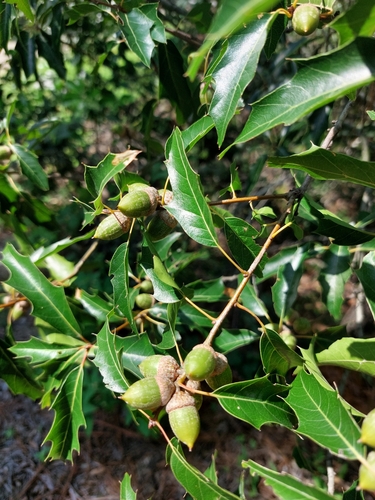 Mexican red oak