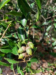 Quercus canbyi
