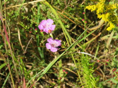 Agalinis fasciculata