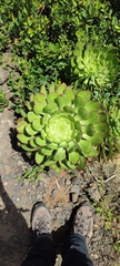 Aeonium ciliatum