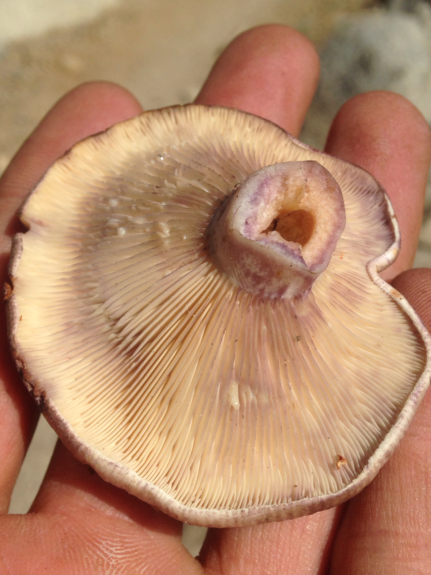 Lactarius californiensis image