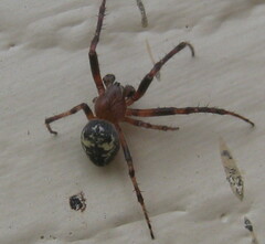 Araneus nordmanni