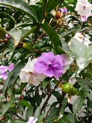 Brunfelsia