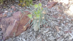 Euphorbia clava