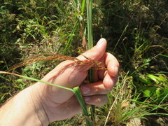Sorghastrum elliottii