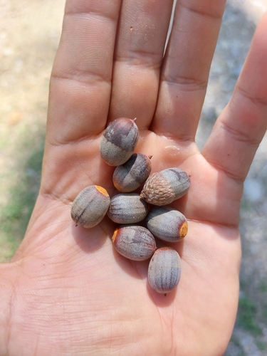 Mexican red oak