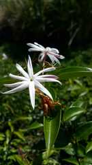 Jasminum nervosum
